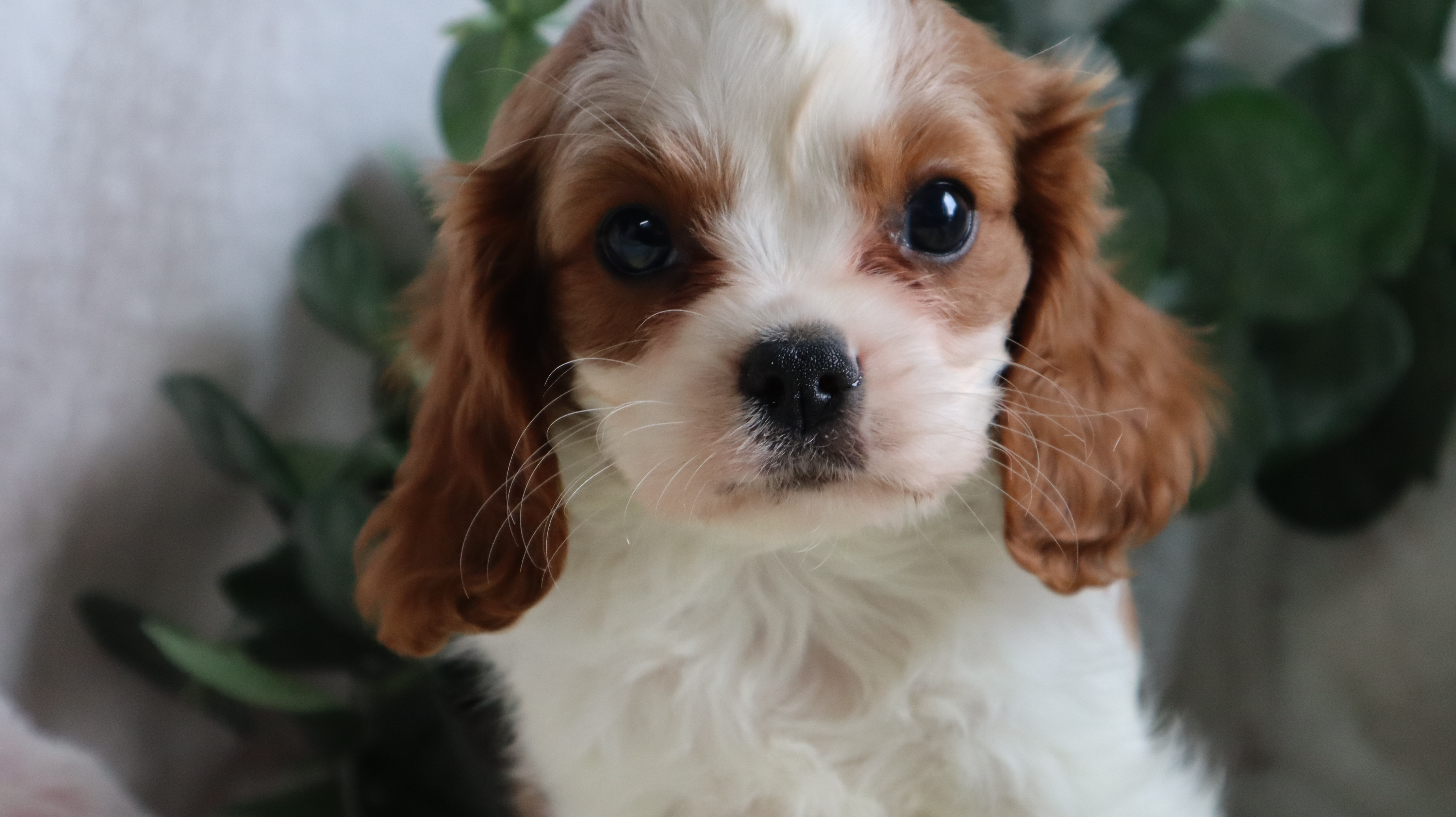 puppy, for, sale, Cavalier King Charles Spaniel, Ervin A. Yoder, dog, breeder, Millersburg, OH, dog-breeder, puppy-for-sale, forsale, nearby, find, puppyfind, locator, puppylocator, aca